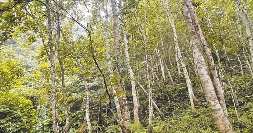 桃園市原民局持續辦理原住民保留地禁伐補償及造林獎勵，審計處點名勘查審核流程需改進，並建立監督控管機制，提升審查效率與正確性。（圖／桃園市原民局提供、蔡明亘桃園傳真）