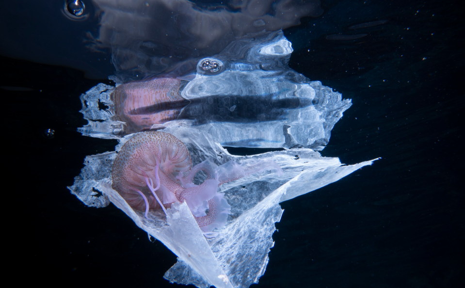 A jellyfish tangled in plastic film in waters off Sicily, Italy. Marine species are heavily impacted by plastic pollution (Oceana/Enrique Talledo)