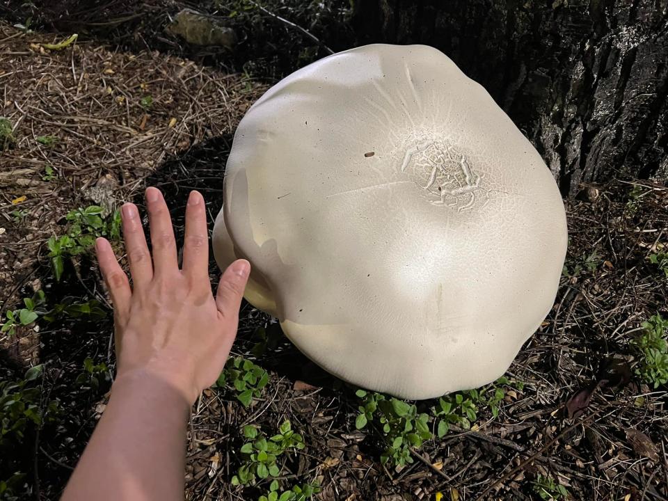 "Macrocybe cf gigantea" mushrooms seen in Singapore. (Photo: Janisia Chew/Facebook)