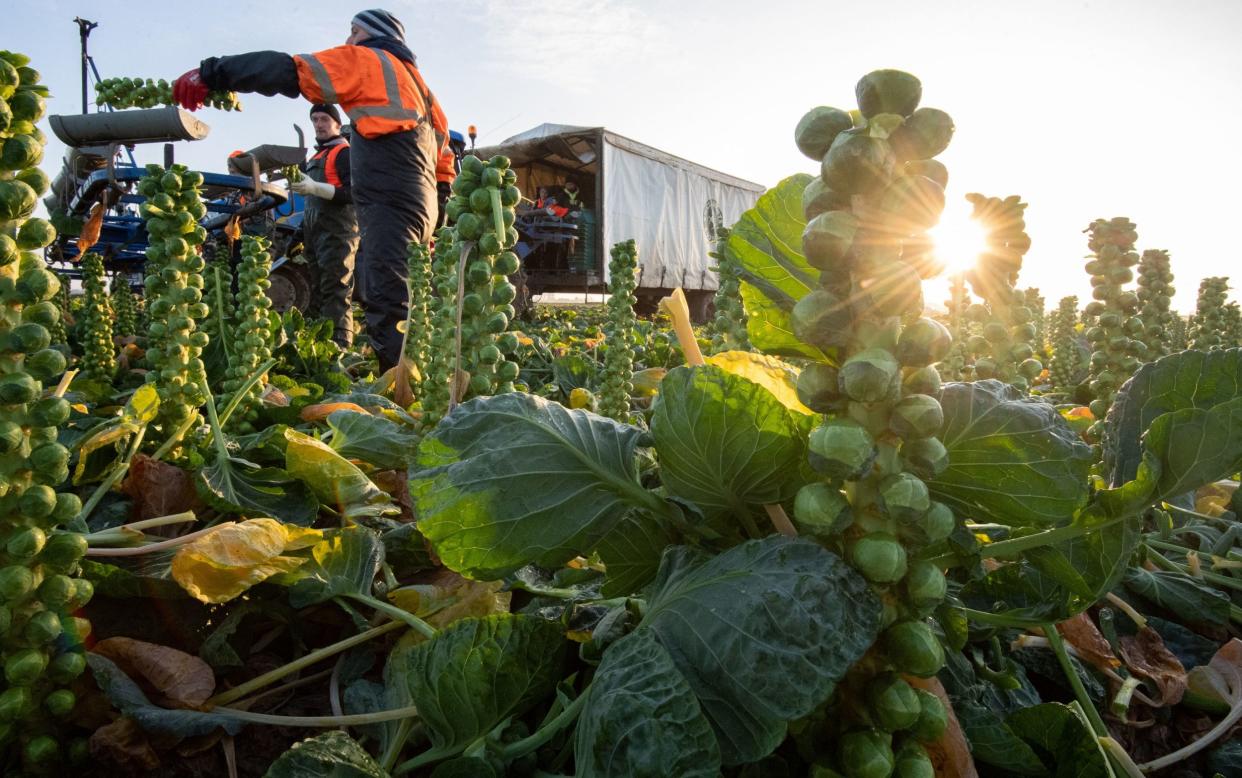 Brussels sprouts are harvested - Joe Giddens/PA Wire