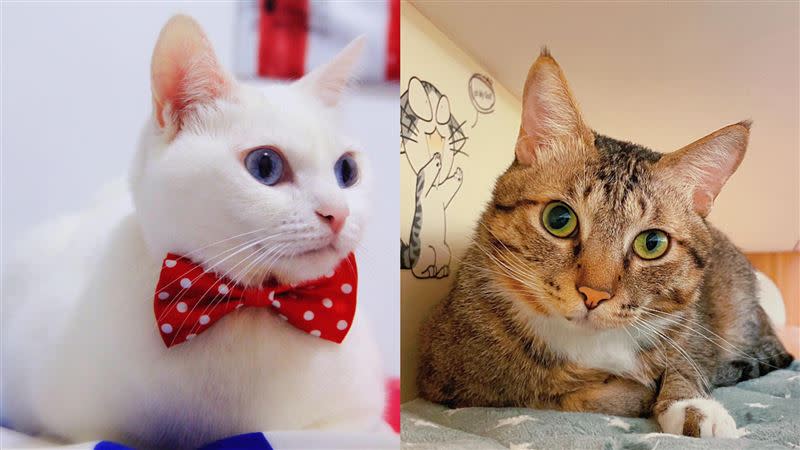 阿皓飼養了二隻貓咪，分別是豆漿和俊榮。（圖／翻攝自豆漿 - Soybean Milk臉書）