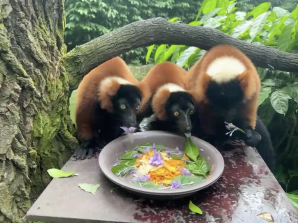 Screenshot of young red ruffed lemurs at Singapore Zoo's Gibbon Island on video (Photo: Mandai Wildlife Group)