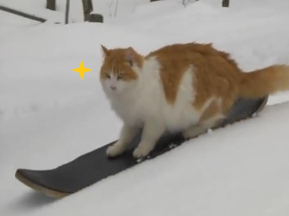 <p>橘白貓泰比喜歡滑雪（圖／翻攝自FB@Phil Smage）</p>
