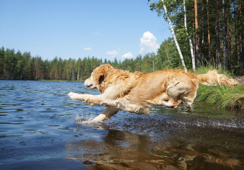 Dogs are particularly vulnerable to cyanobacteria because of their indiscriminate love of water, no matter how smelly.