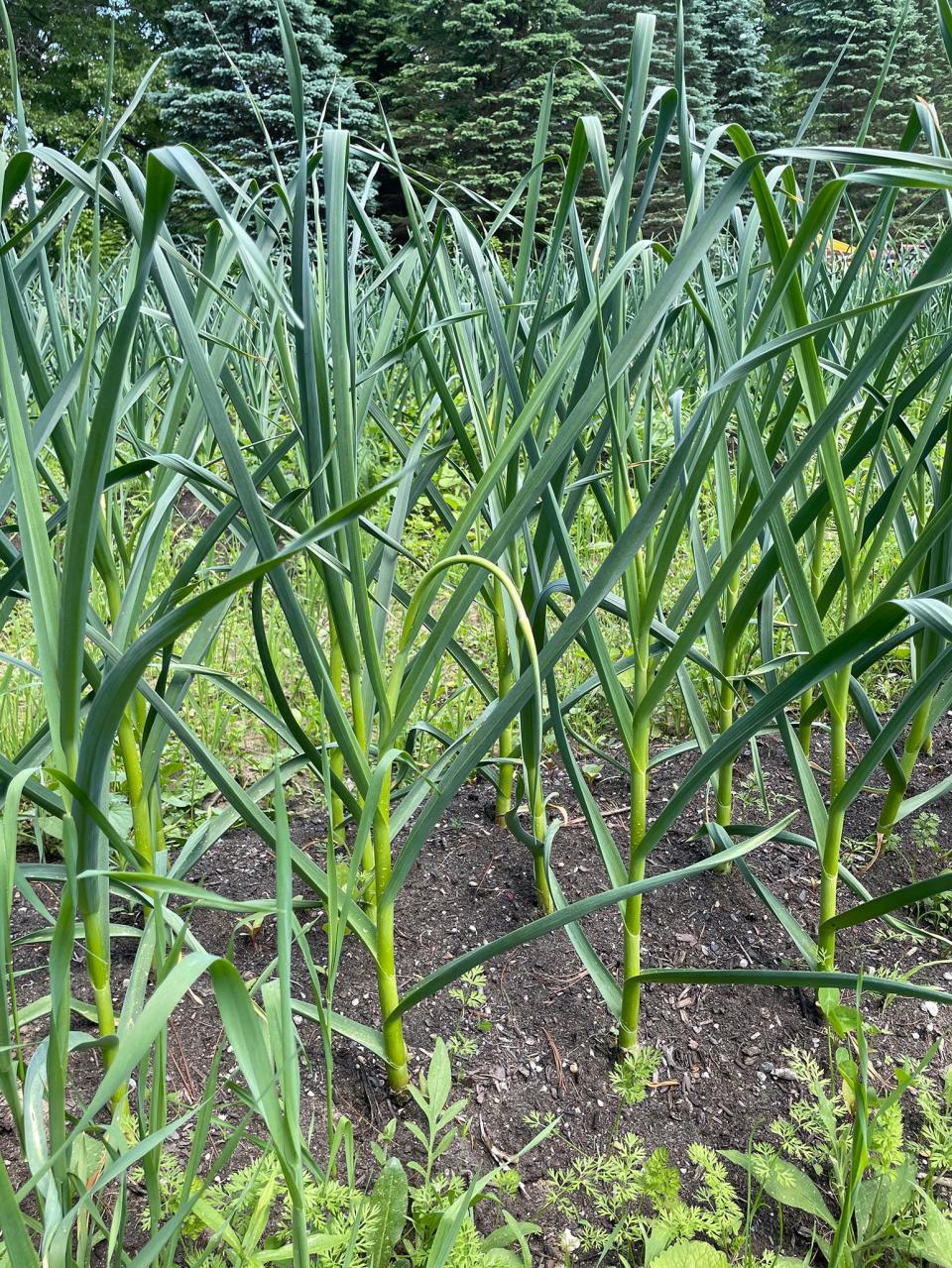 Garlic grows at the Half Fast Homestead farm Thursday, June 2, 2022.