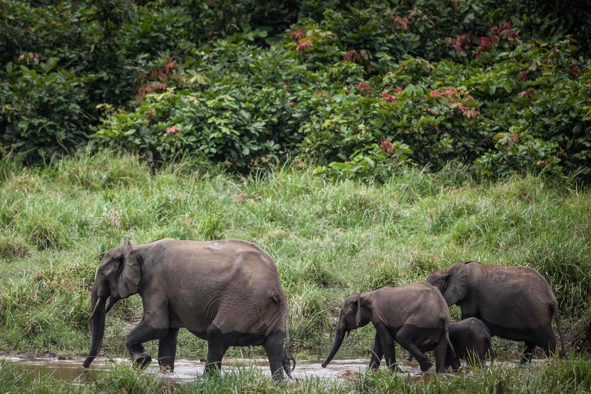 Botswana is home to more than a third of the world's population of elephants (AFP via Getty Images)