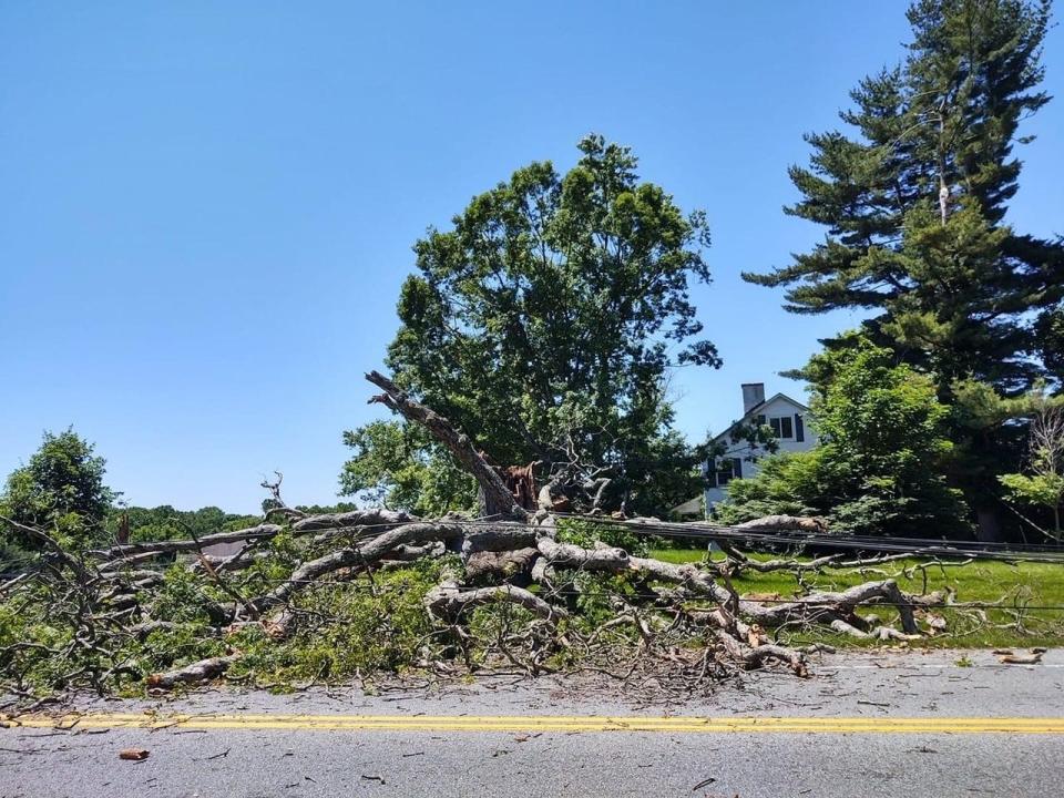 A historic oak tree on Route 896 in Newark fell on June 7, 2022.