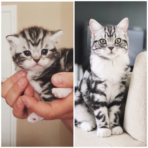 a black and white kitten; the kitten grown up
