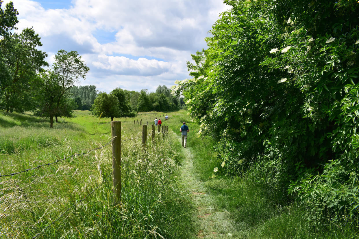 Giant Hogweed in the countryside. (Getty Images)