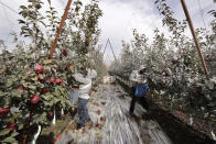 In this photo taken Tuesday, Oct. 15, 2019, workers Edilia Ortega, left, and Reynaldo Enriquez pick Cosmic Crisp apples, a new variety and the first-ever bred in Washington state, in an orchard in Wapato, Wash. The grayish coating on some of the trees and apples is from kaolin clay, used to protest the fruit from sunburn. The Cosmic Crisp, available beginning Dec. 1, is expected to be a game changer in the apple industry. Already, growers have planted 12 million Cosmic Crisp apple trees, a sign of confidence in the new variety. (AP Photo/Elaine Thompson)