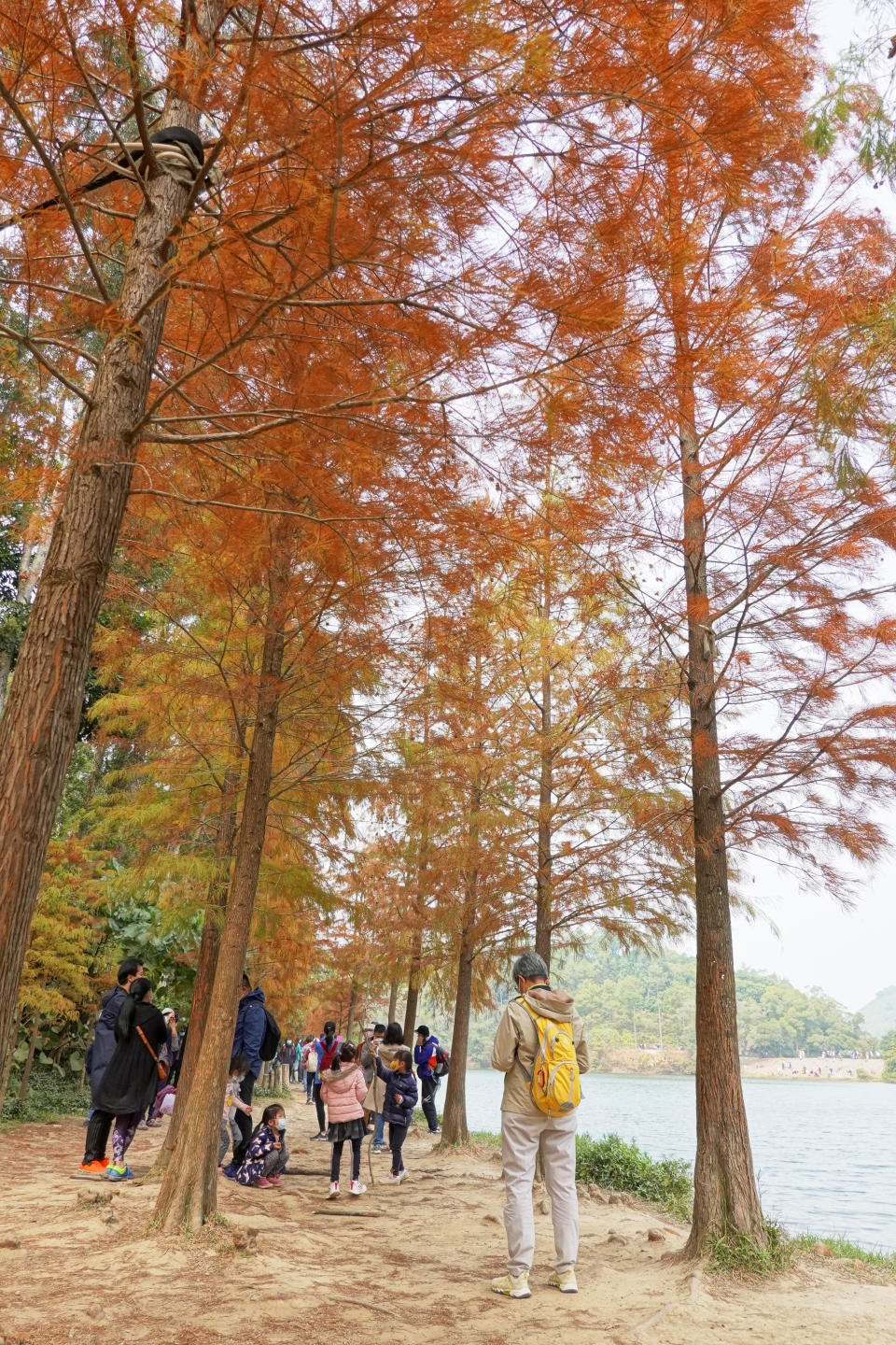 流水響水塘在每年一月，塘邊的落羽松均會轉紅，化身美麗「楓」景。