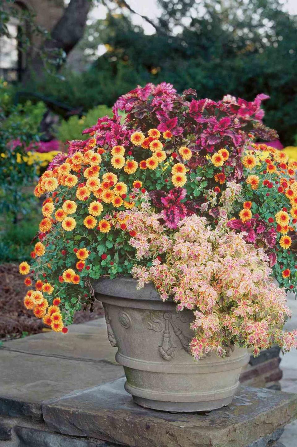 Cheery Chrysanthemums