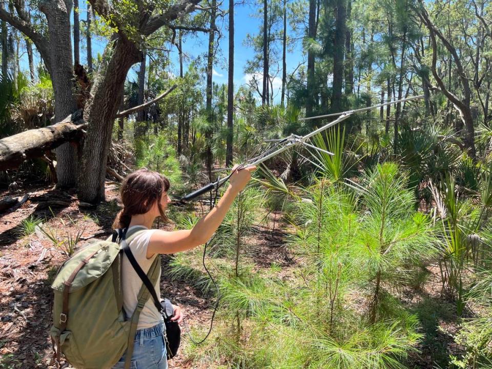 Emily Gray searches for the signal of an eastern diamondback rattlesnake at Parris Island. The snakes are being tracked as part of study to learn more about them and their habitat, which is disappearing across the southeastern United States.