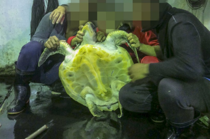 環境正義基金會（EJF）揭露台灣漁船的海上血腥屠殺惡行，砍斷欖蠵龜尾巴作為藥材（翻攝EJF推特）