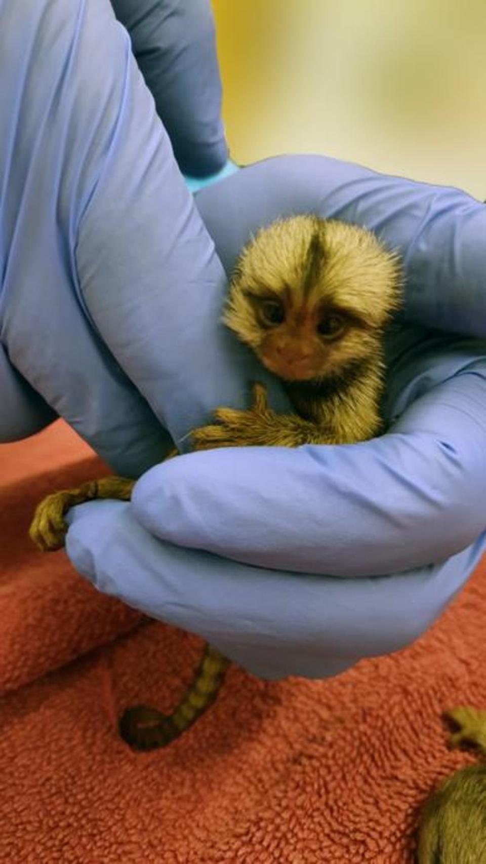 Baby marmoset monkey (David Omer's Lab)