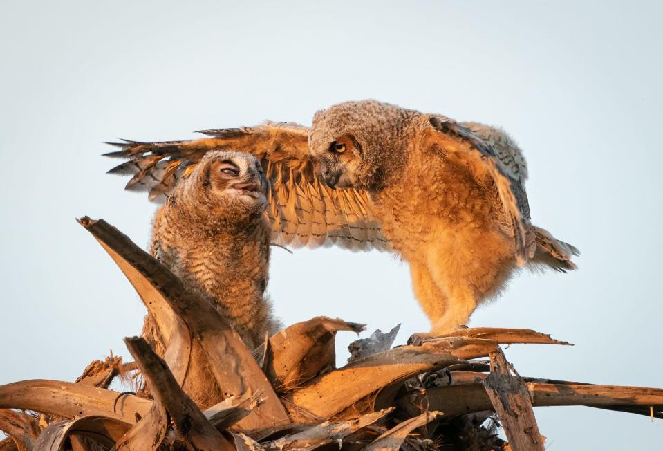 Title: Go To Your Room Little Brother!
Description: Two great horned owlets interact with one another in Tierra Verde, west-central Florida.