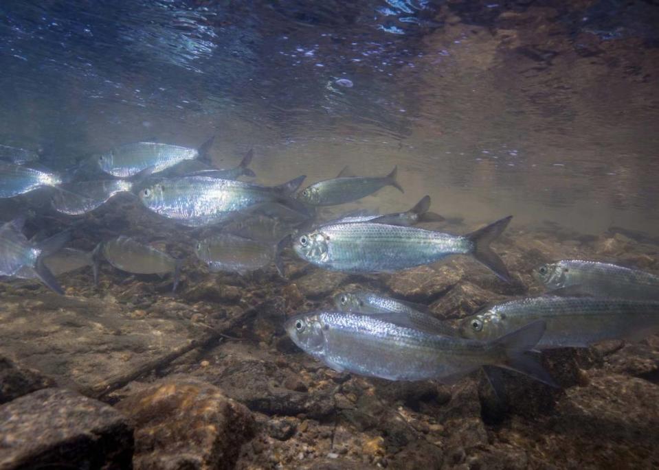 Alewife ("Alosa pseudoharengus") en Maryland. Ryan Hagerty