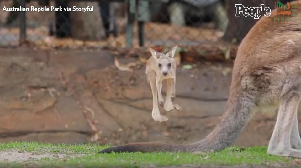 Kangaroo takes first hops