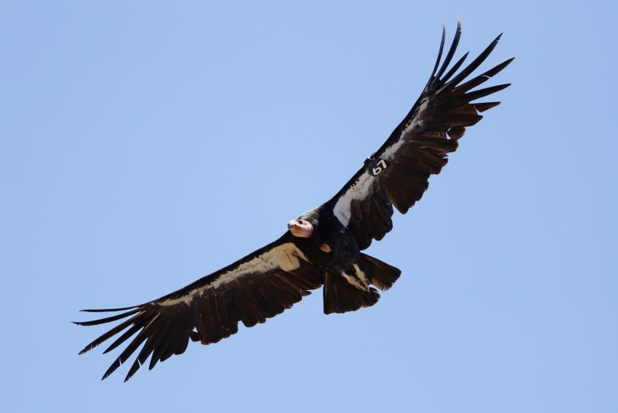 FILE – In this June 21, 2017, file photo, a California condor takes flight in the Ventana Wilderness east of Big Sur, Calif. (AP Photo/Marcio Jose Sanchez, File)