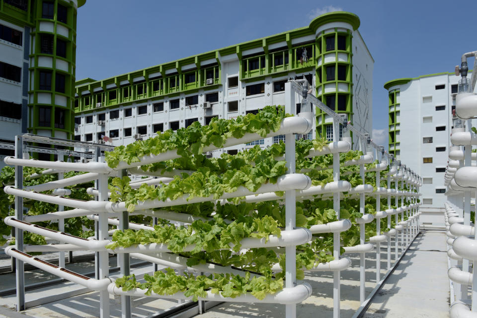 Organic vegetables are seen on growing towers that are primarily made out of polyvinyl chloride (PVC) pipes at Citiponics' urban farm on the rooftop of a multi-storey carpark in a public housing estate in western Singapore April 17, 2018. Picture taken April 17, 2018. REUTERS/Loriene Perera
