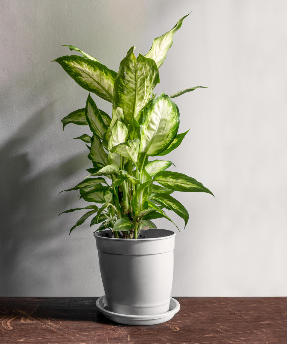 6. Dumb cane 'Camille' (Dieffenbachia 'Camille')