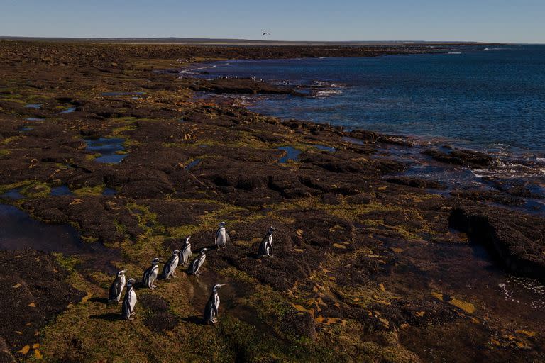 Una gran colonia de pingüinos de Magallanes habita el territorio del futuro parque nacional