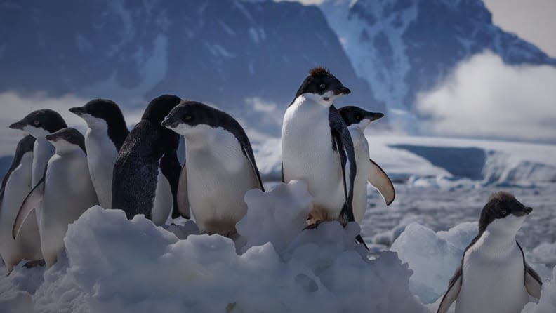 Follow one penguin family's journey.