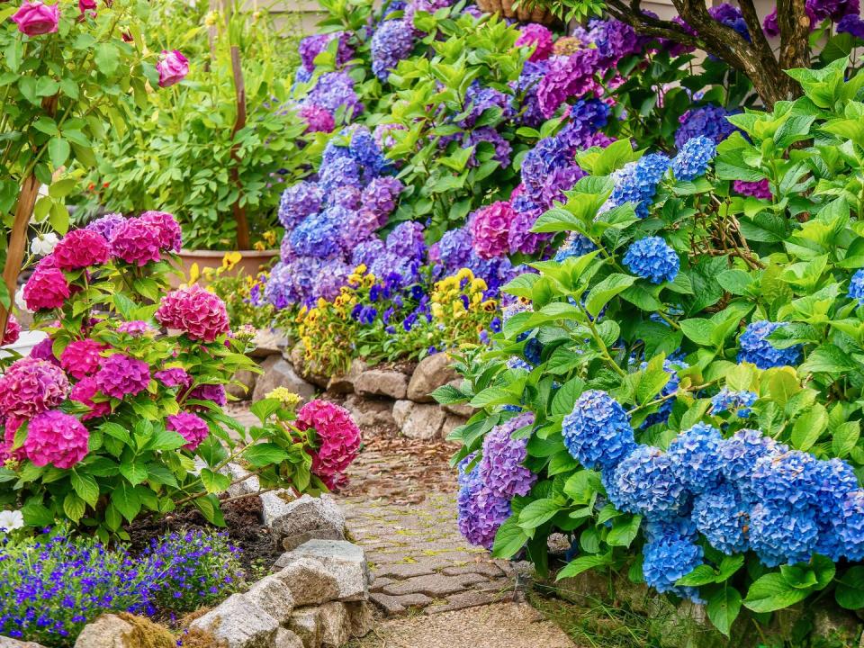 a beautiful summer garden, featuring a spectacular display of vibrant blue, pink and purple hydrangea flowers