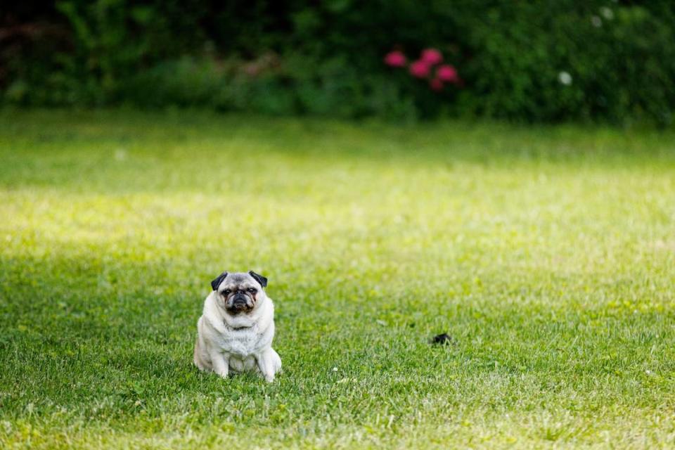 Lily Bean the pug is poet Ada Limón’s constant companion.