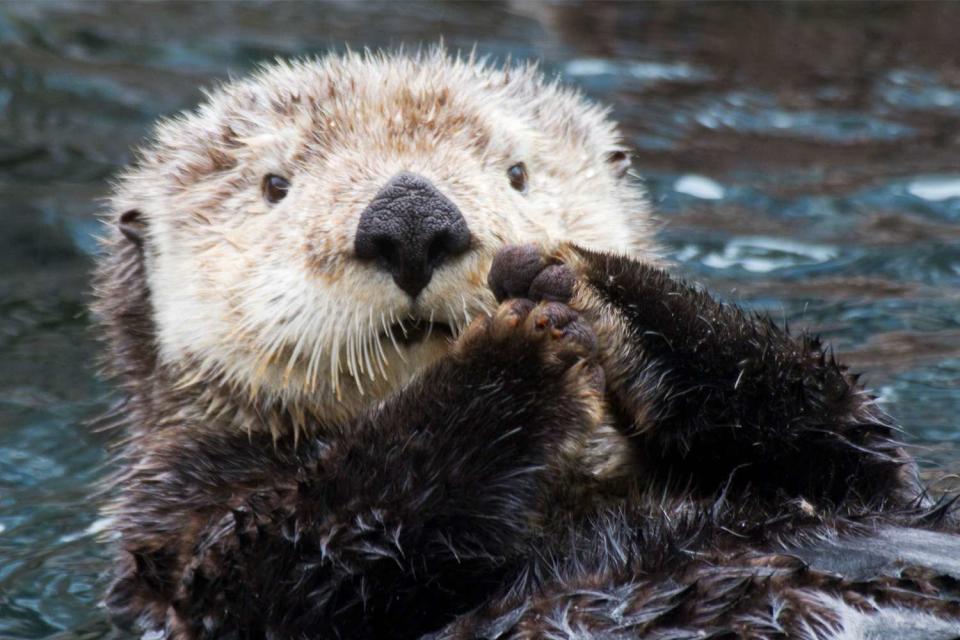 <p>Getty</p> A stock image of a sea otter 