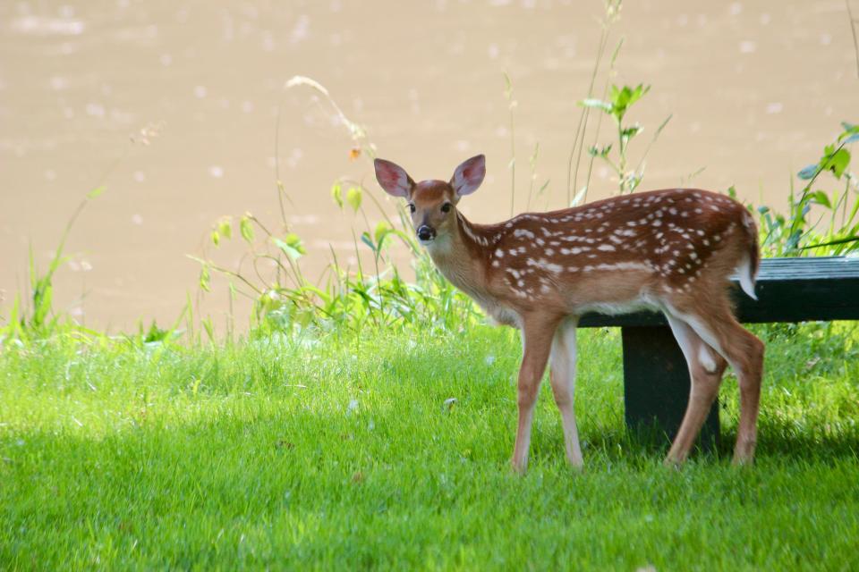 He's quite fawn of you, my deer. Here, a fawn relaxes in the shade along the River Raisin in Raisinville Township. Provided by Merina Poupard.