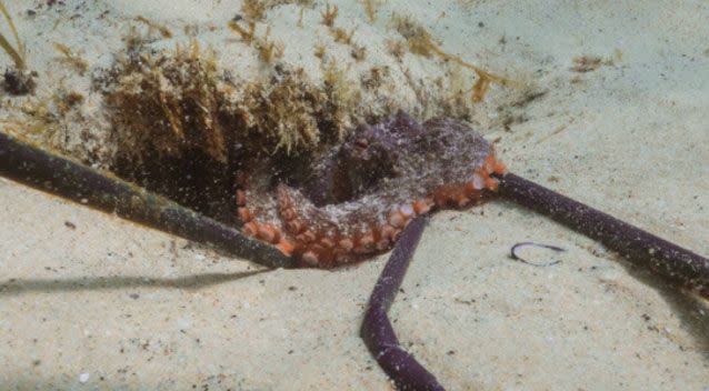 A real eye opener for Harriet Spark was when an octopus was discovered in Manly Cove clutching four straws. Source: Supplied