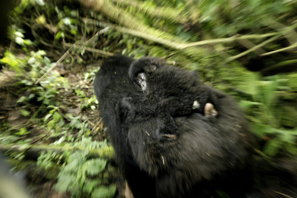 FILE- In this file photo taken Tuesday Nov. 25, 2008, two mountain gorillas are seen in the Virunga National Park, near the Uganda border in eastern Congo. Virunga now has about a quarter of the world’s remaining 790 mountain gorillas, with the others concentrated in parks in neighboring Rwanda and Uganda. The park was named a U.N. World Heritage site in 1979 for its unique diversity and the opulence of its animal and bird species. Despite all the conflict _ back-to-back civil wars that drew in the armies of half a dozen African nations between 1996 and 2002, and then rebellions in 2004, 2008 and a new one that erupted in April _ the numbers of mountain gorillas have actually grown. "The population has nearly doubled in recent years _ an enormously successful exercise but at a high price,” said Emmanuel de Merode, the park’s director and chief warden. (AP Photo/Jerome Delay, File)