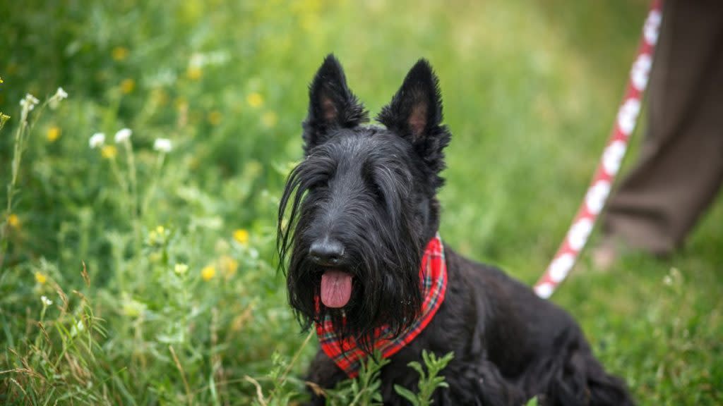 A Scottish Terrier dog in grass, this breed has a high intelligence, but can be stubborn.