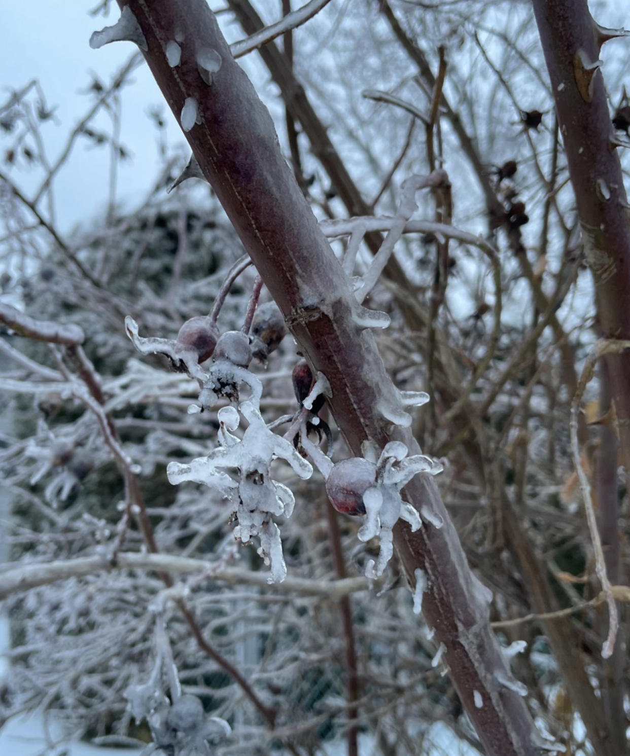 Freezing rain, snow persists for parts of Ontario and Quebec, travel woes likely