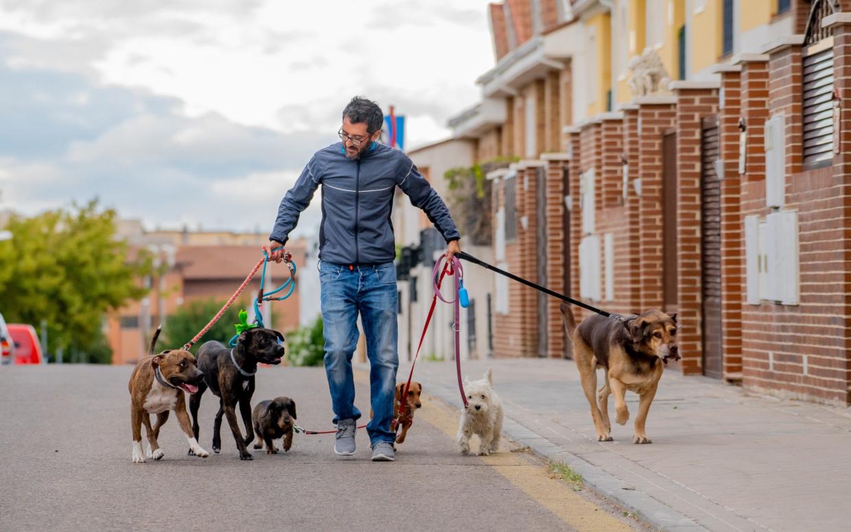 Man walking dogs