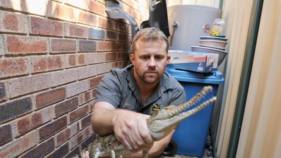 A metre-long freshwater crocodile, suspected to be an illegal pet, has been found lounging in the back of a Umina property. Picture: Australian Reptile Park