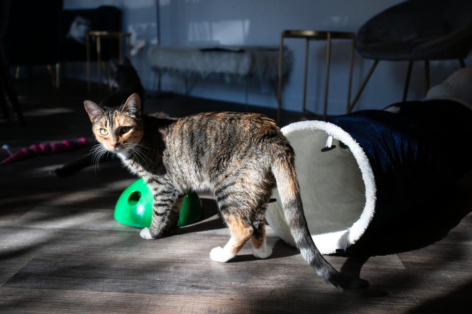 Frisky Business Cat Cafe customers can play with cats from the Palm Springs Animal Shelter while getting coffee drinks inside the cafe in Palm Springs, Calif., on Thursday, Dec. 15, 2022. The cats are available for adoption. 