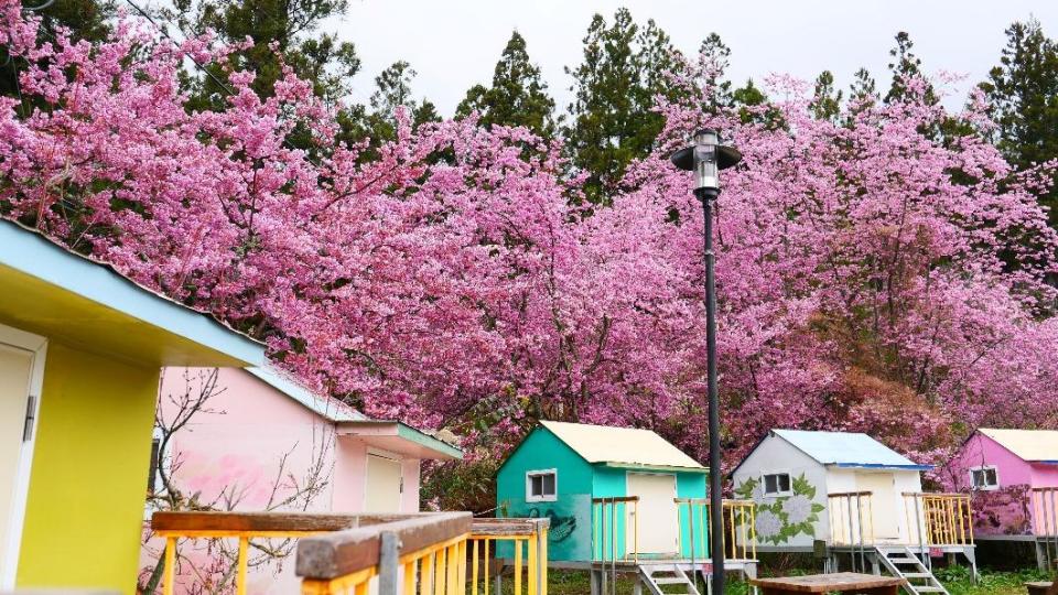 去年櫻花季花況。（圖／武陵農場提供）