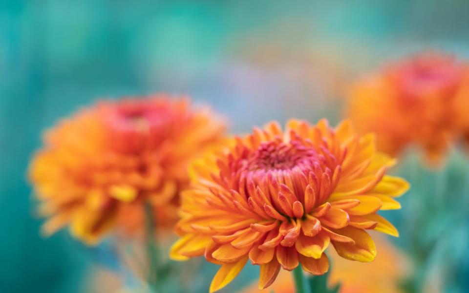 Japan honours the chrysanth on the ninth day of the ninth month - Mariya Obidina / EyeEm 