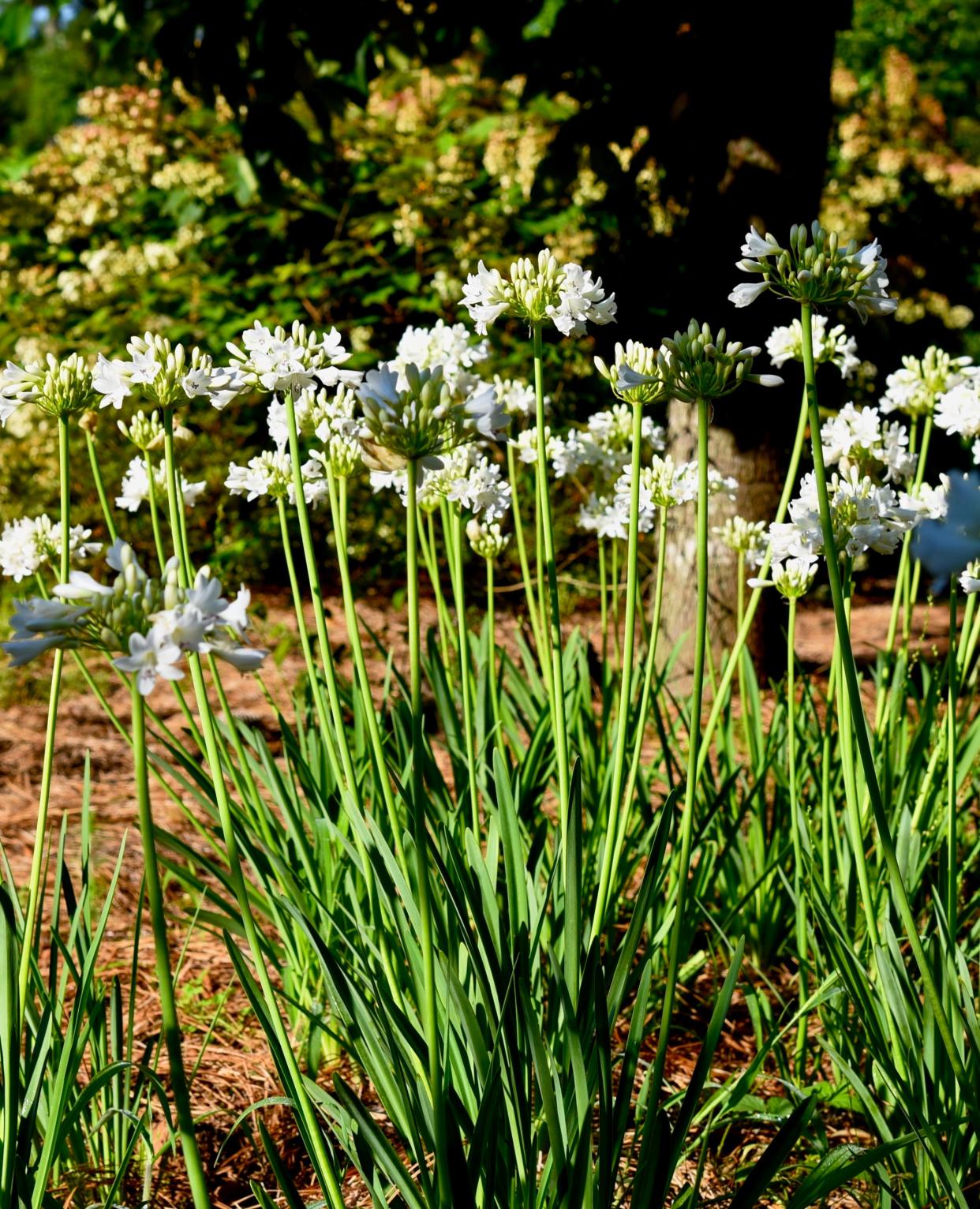 ‘Galaxy White’ has been a stunning performer in Betty Montgomery's garden where it is hot and humid, characteristics that some plants loathe.