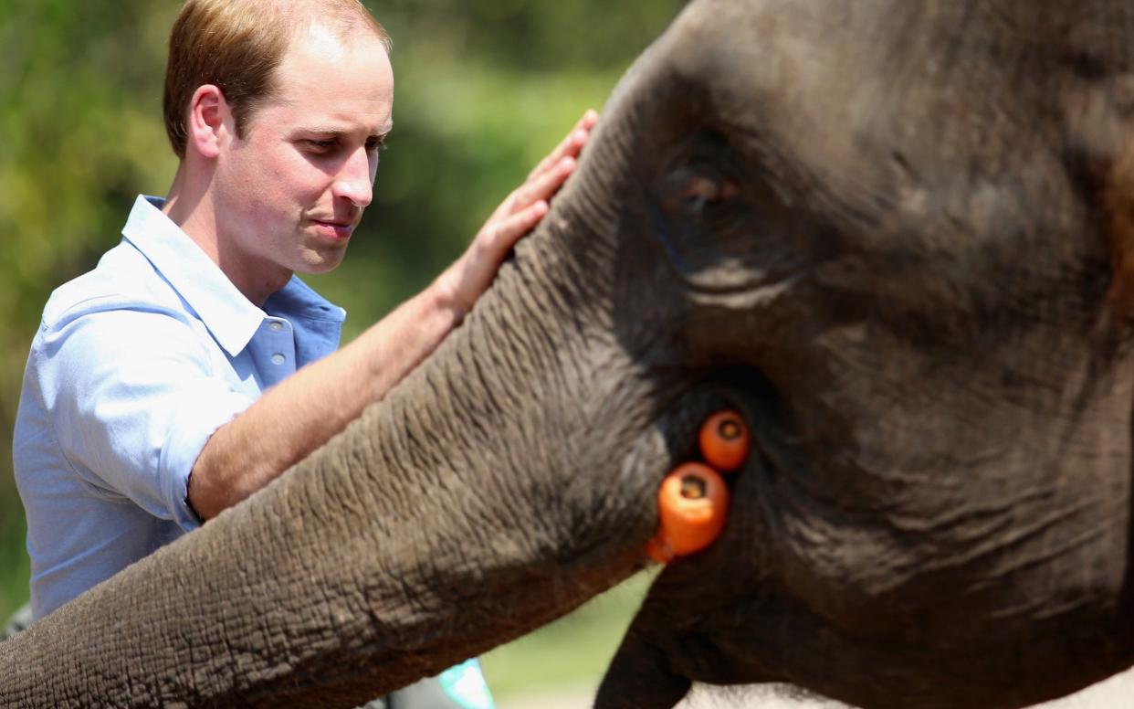 The Duke of Cambridge has been a high profile campaigner on the issue - Getty Images AsiaPac