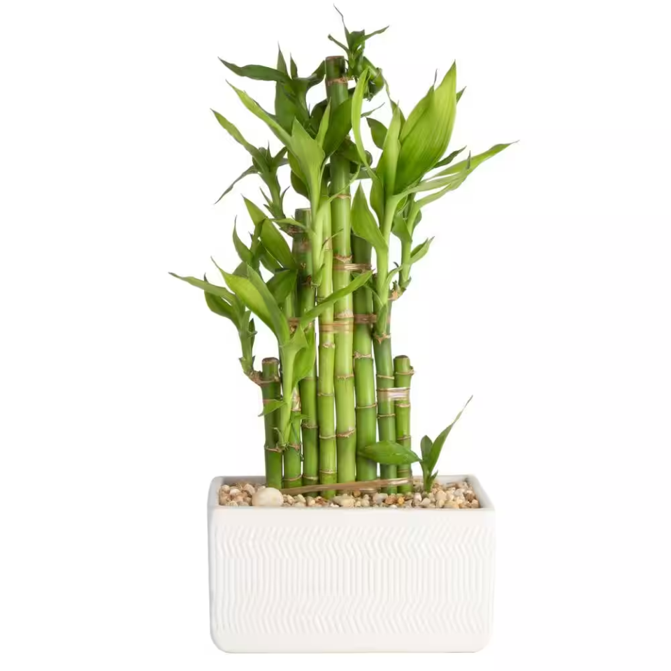 lucky bamboo in white planter