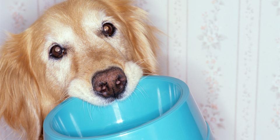 <p><strong>Dog and cat food</strong><br> Now, we’re not talking about food for the average household pet. The dog or cat has to be playing an active role in your business. According to the experts at <em>H&R Block</em>, “The Tax Court decided a farmer was allowed to claim cat and dog food because they were outdoor pets meant to keep wildlife away from their blueberries. Dog food is also deductible if it is for a service dog.”<br> (Women’s Day) </p>