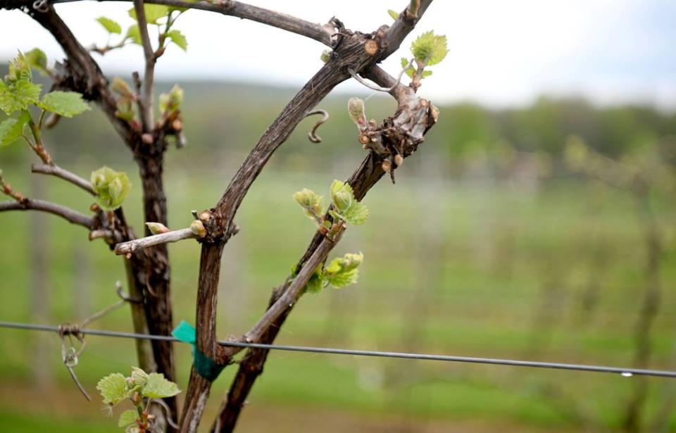 Marquette grape vines at University Wine Company on Tuesday April 30, 2024.