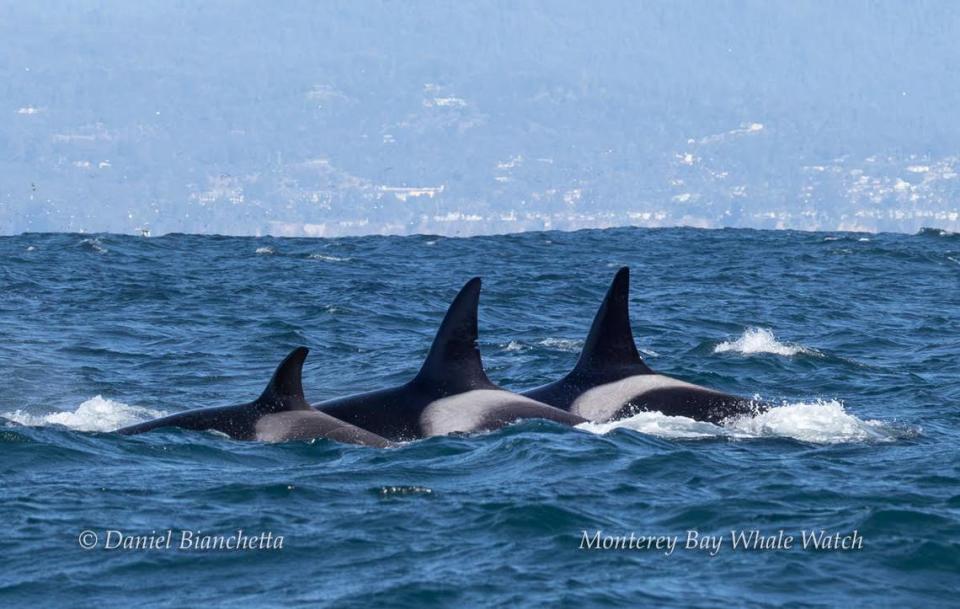 Emma, seen in the middle, led the charge for the hunt, witnesses said.