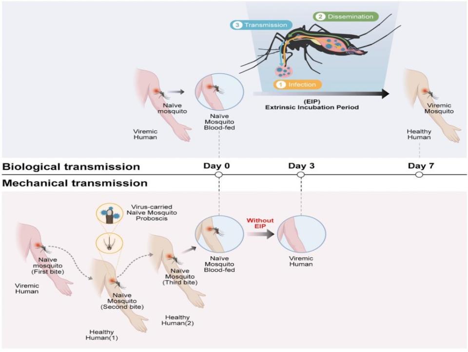 圖解分為兩部分：上半部展示了生物學上的傳播途徑，也就是蚊子叮咬一個人後，病毒在蚊子體內經過一段時間複製和發展，再通過另一次叮咬傳播給下一個人。下半部則展示了機械性傳播途徑，這是一種更直接的方式，即蚊子在叮咬一個被病毒感染的人後，很快叮咬另一個人，直接將病毒傳播，表明機械性傳播可能會加速疫情的擴散並影響感染間的時間間隔。（圖／《eBiomedicine》）