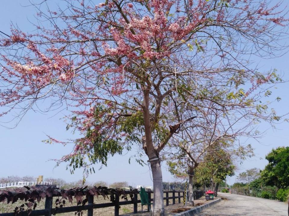 西港區金砂里花旗木步道已陸續開花，粉紅色的花朵隨風飄曳，很有浪漫氣息。(記者盧萍珊攝)