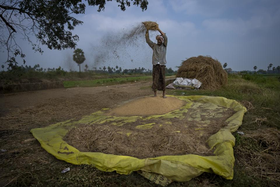 A farmer separates chaff from wheat grains in Aremanda village in Guntur district of southern India's Andhra Pradesh state, Sunday, Feb. 11, 2024. (AP Photo/Altaf Qadri)