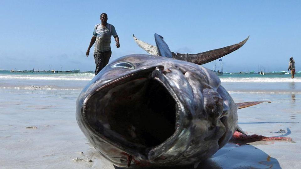 A big fish and fisherman on Lido Beach in Mogadishu, Somalia - Monday 13 May 2024